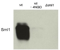 Sml1 | Suppressor of Mec1 lethality in the group Antibodies Other Species / Fungi at Agrisera AB (Antibodies for research) (AS10 847)